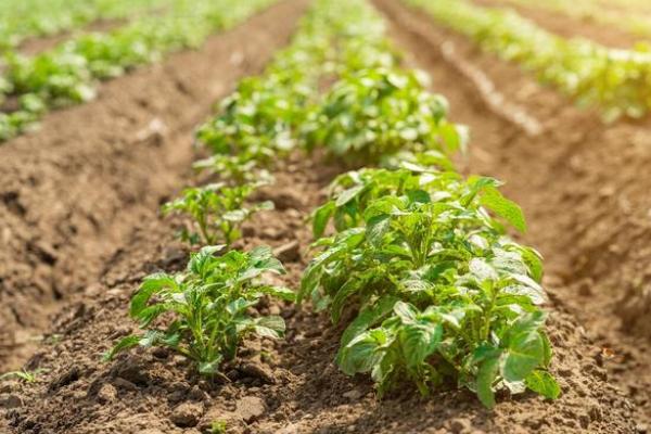 土豆苗为什么倒下