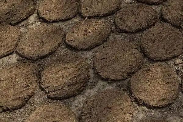 有机肥羊粪好还是牛粪好