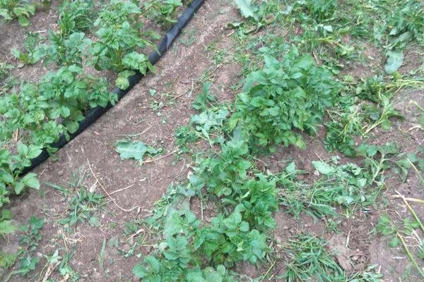 土豆苗为什么倒下