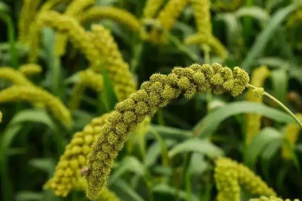 黍稷指的是什么农作物