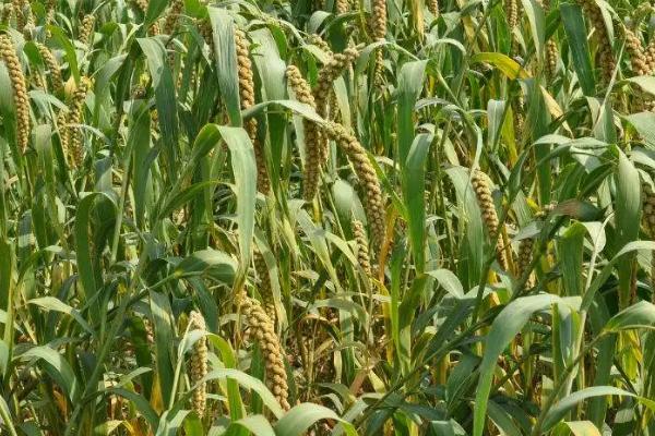 黍稷指的是什么农作物