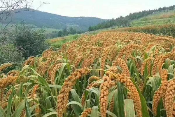 黍稷指的是什么农作物