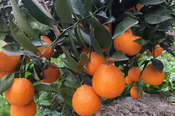 石棉黄果柑几月上市