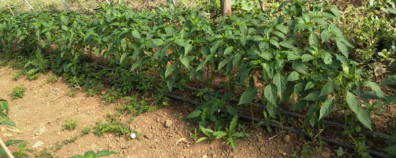 果树蔬菜等带土移栽比未带土移栽的成活率高的主要原因