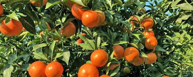 爱莎柑桔是什么品种
