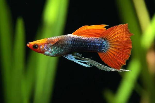 孔雀鱼吃黑壳虾吗