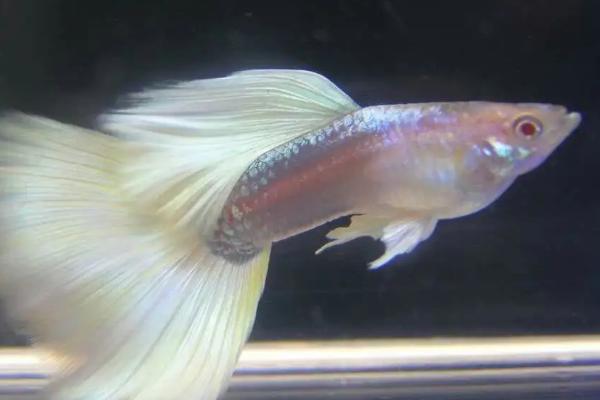 孔雀鱼吃黑壳虾吗