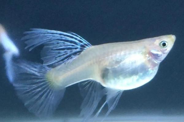 孔雀鱼吃黑壳虾吗