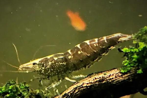 黑壳虾能长多大