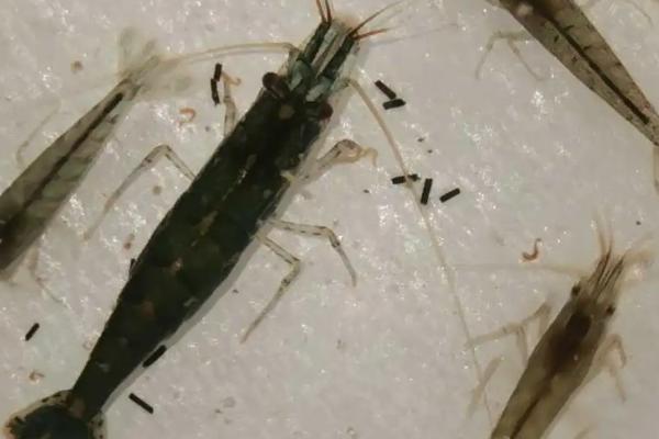 黑壳虾能长多大