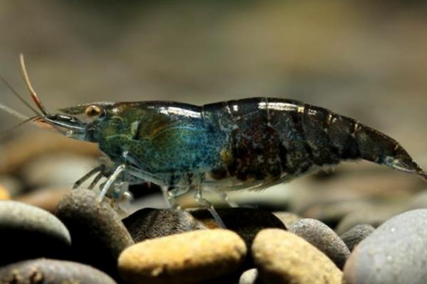 黑壳虾能长多大