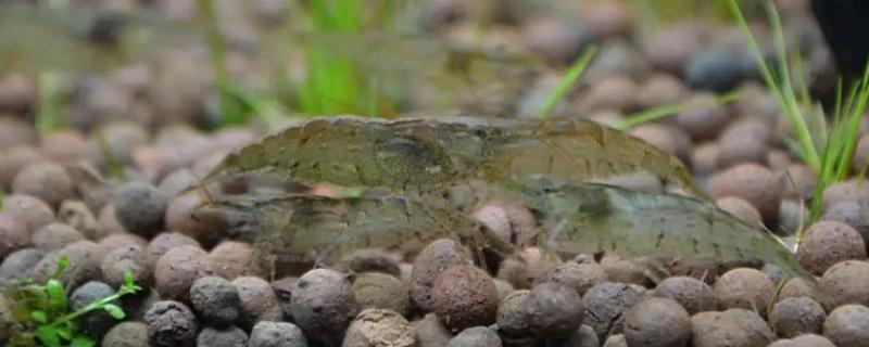 黑壳虾多大可以繁殖