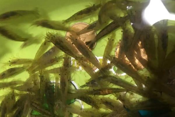 黑壳虾多大可以繁殖