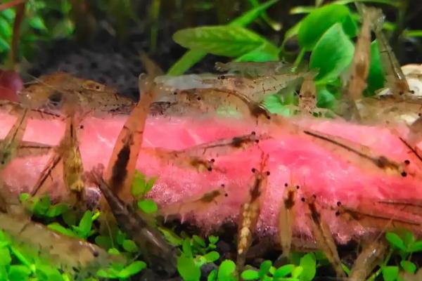 黑壳虾多大可以繁殖