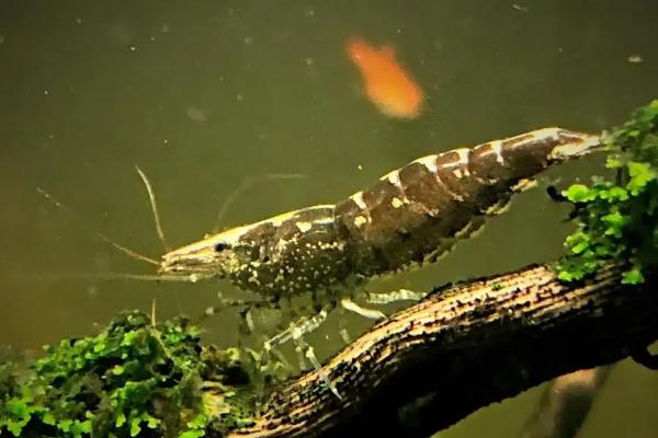 黑壳虾多大可以繁殖