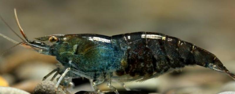 黑壳虾爆缸怎么办