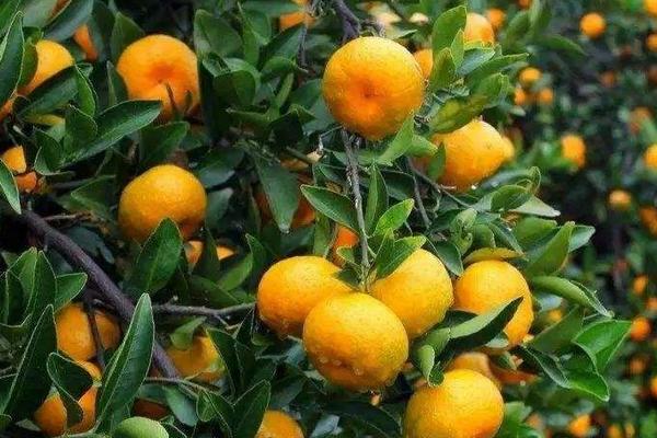 江西蜜橘产地在哪里