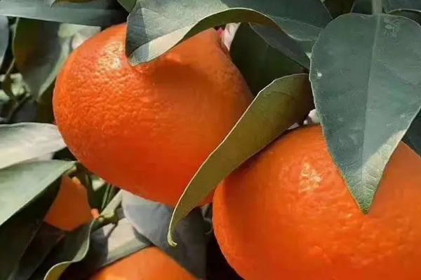 美人柑是哪里的