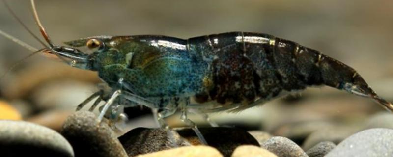 黑壳虾吃什么食物