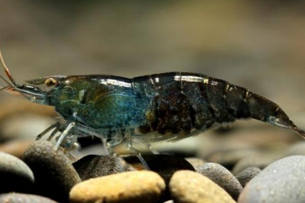 河虾是黑壳虾吗