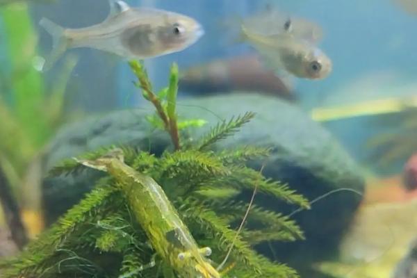 黑壳虾吃什么食物