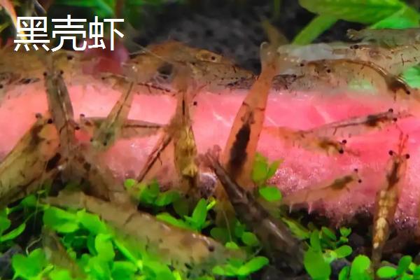 河虾是黑壳虾吗