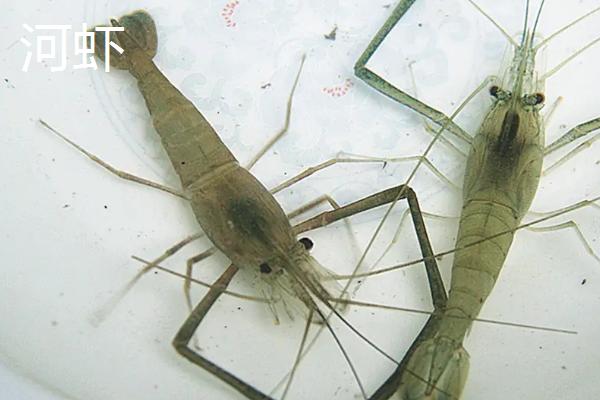 河虾是黑壳虾吗