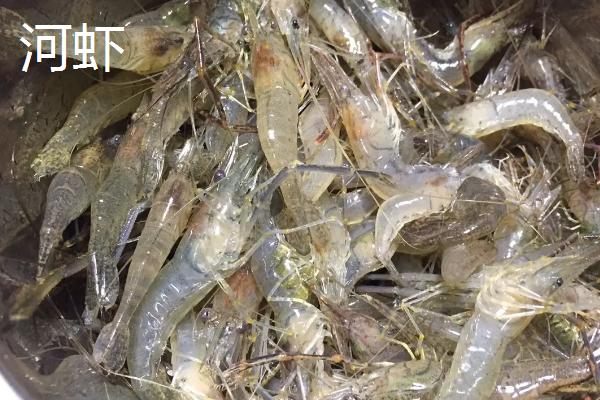 河虾是黑壳虾吗
