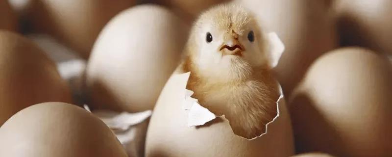 孵化小鸡后期死在壳里的原因