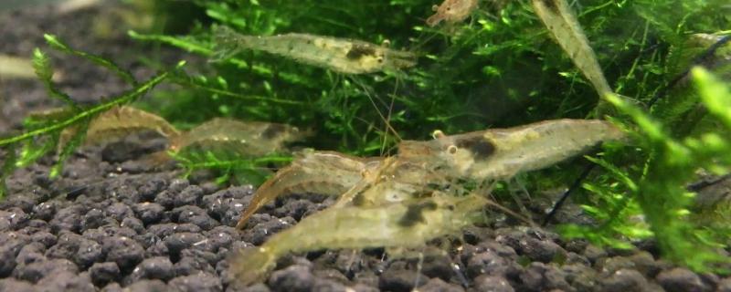 黑壳虾幼虾吃什么