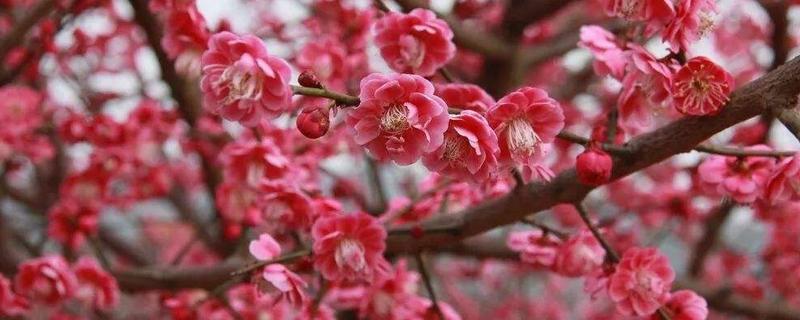 红梅品种有哪些