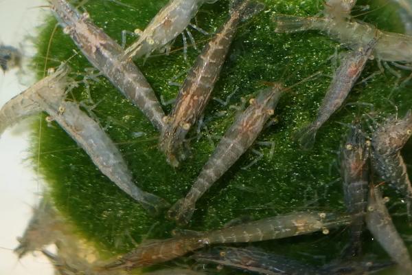 黑壳虾多久繁殖一次