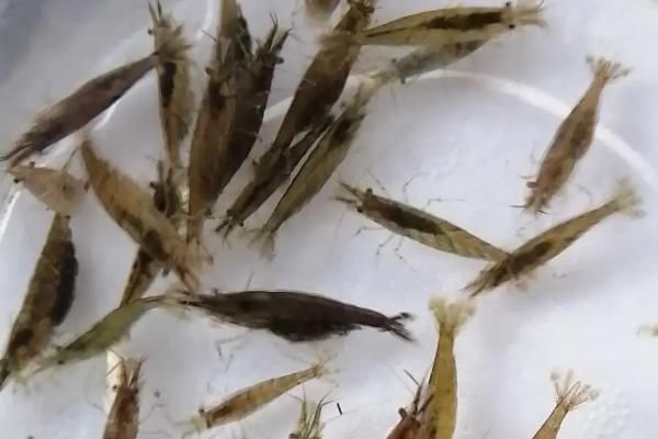 黑壳虾怎么快速爆缸