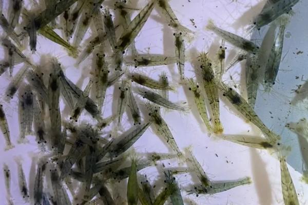 黑壳虾怎么快速爆缸