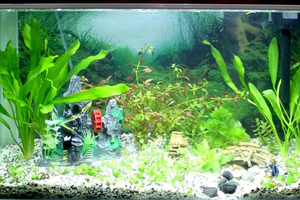 黑壳虾养殖技术