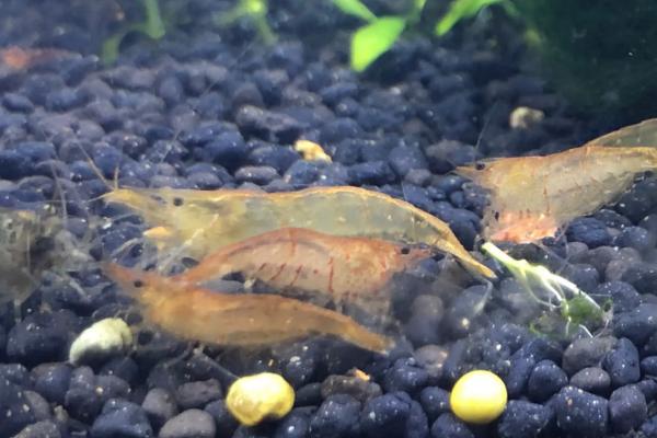 黑壳虾多久繁殖一次