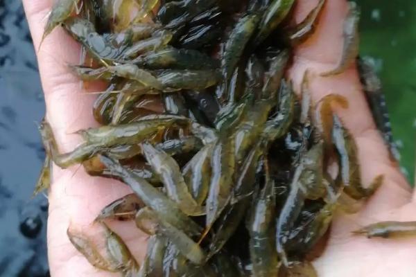 黑壳虾为什么每天都死