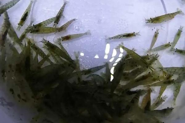 黑壳虾为什么每天都死