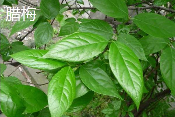 红梅和腊梅有什么区别