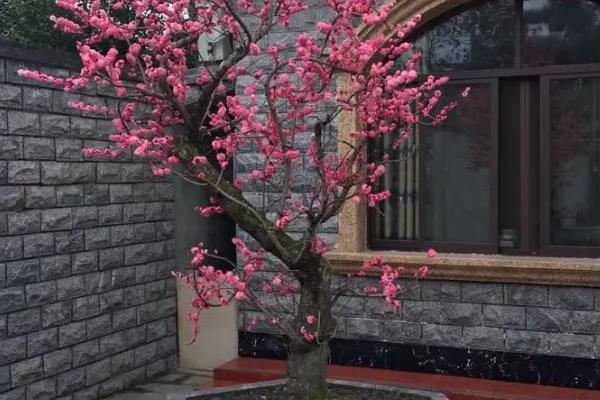 红梅盆栽的养殖方法和注意事项