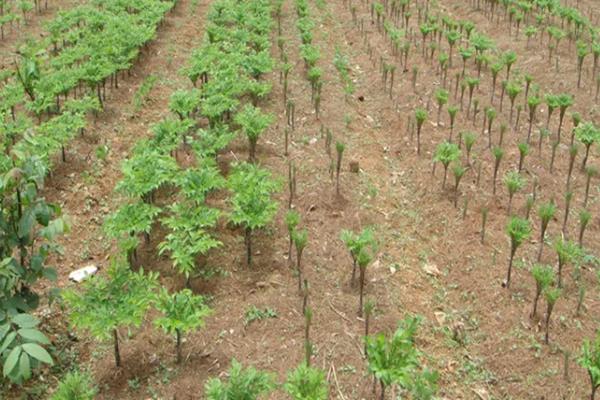 魔芋未出土时用什么除草剂