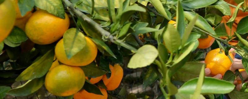 柑橘的产地在哪里