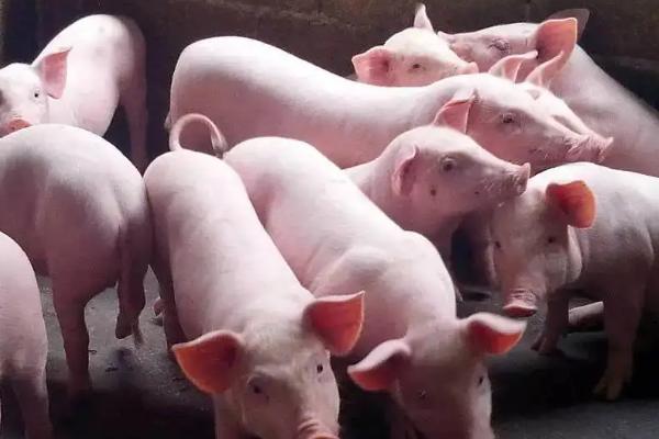 一个猪有几个哈拉巴