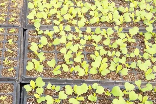 蔬菜育苗方法和过程