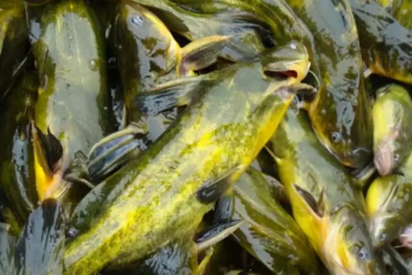 黄辣丁是什么鱼