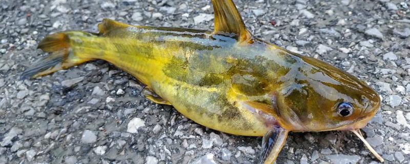 黄腊丁是什么鱼