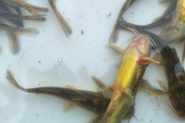 黄腊丁是什么鱼