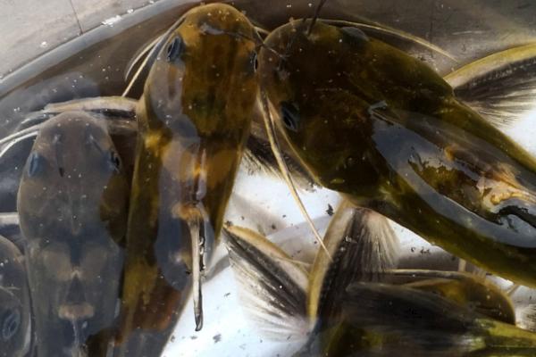 黄腊丁是什么鱼