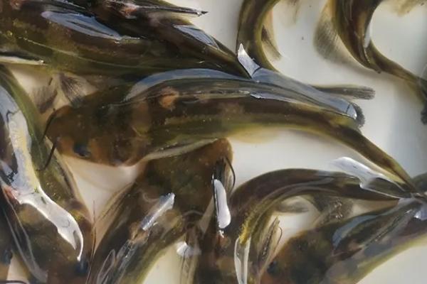 黄腊丁是什么鱼