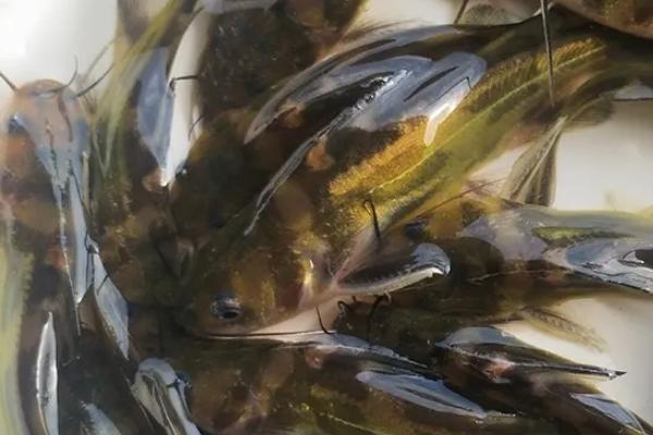 黄腊丁是什么鱼